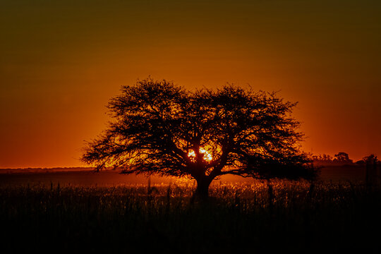 Gran &aacute;rbol de cald&eacute;n en el ocaso rojizo de la provincia de La Pampa 