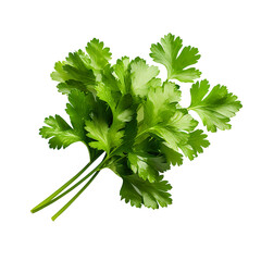 coriander isolated on white