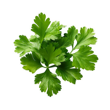 coriander isolated on white background