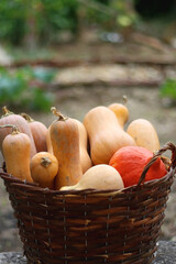 Basket full of picked homegrown pumpkins. Fall season in the garden. Selective focus.