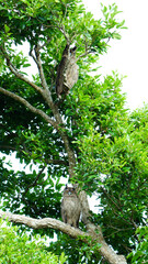 Dusky eagle-owl at tree
