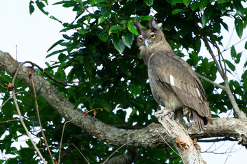 Dusky eagle-owl at tree