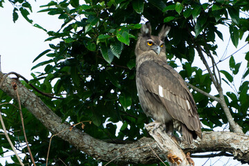 Dusky eagle-owl at tree