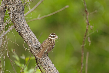 A female Rose-breasted Grosbeak gathers nesting material in Chichaqua Bottoms Greenbelt, Iowa.