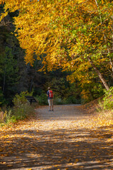 Young man hiker with backpack  standing on a forest trail under bright yellow maple tree on a sunny day during fall foliage.