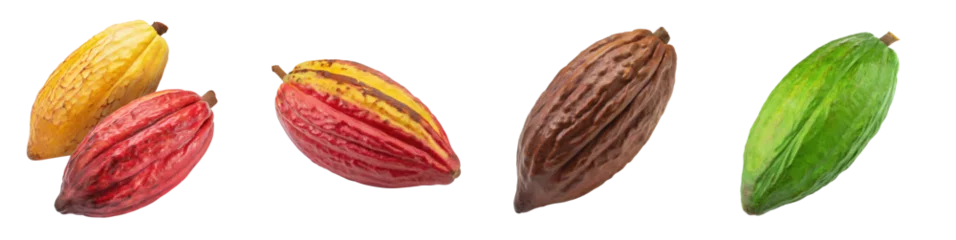 Foto auf Alu-Dibond Set of whole, red and yellow ripe cocoa beans, isolated on a transparent background with a PNG cutout or clipping path. © Transparent png