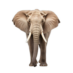 elephant isolated on transparent or white background