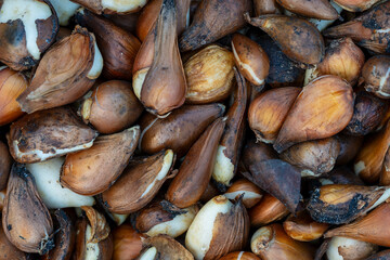 Group of tulip bulbs for sale at flowers market, closeup. Tulip bulbs background