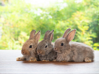 Group of brown and gray rabbit sitting on wooden floor with green nature background. Lovely three baby rabbit.