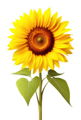 Sunflower Isolated on Transparent Background
