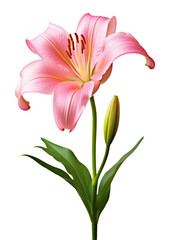 Lily Isolated on Transparent Background
