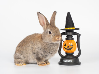 Adorable rabbit with a halloween hat and pumpkin lantern on white background. Happy halloween.