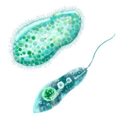 Unicellular protozoa. Color illustration of a single-celled bacterium. For printing textbooks, encyclopedias, brochures and posters on biology and medicine. For printing on objects and website design.