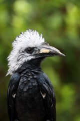 white crested hornbill