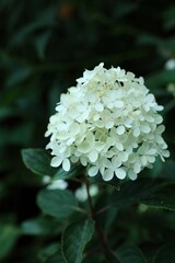 smooth hydrangea