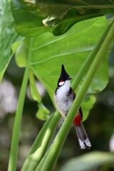 Red-whiskered bulbul