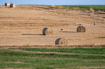 Storks ( Ciconiidae ) on a stubble field between hay bales