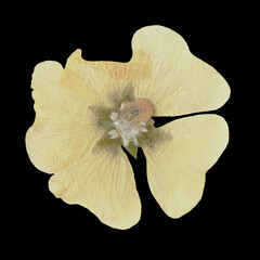 Yellow Mallow Herbarium Flower Isolated on Black Background