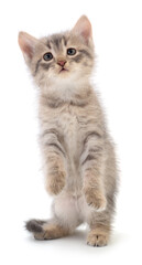 Kitten on white background.