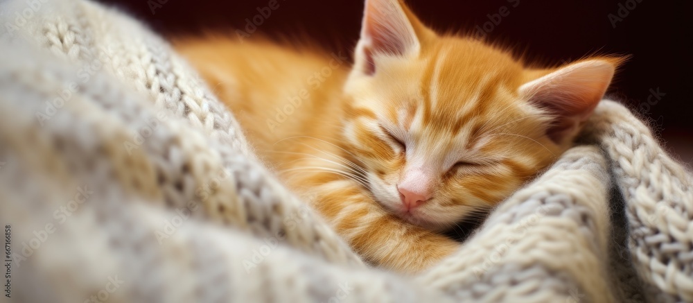 Poster Cute young cats sleep at home under a knitted blanket