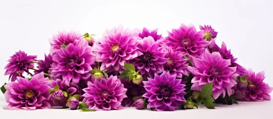 Fototapeten Blooming purple flame dahlia showcases decorative flowers © 2rogan