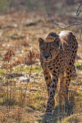Cheetah in a clearing