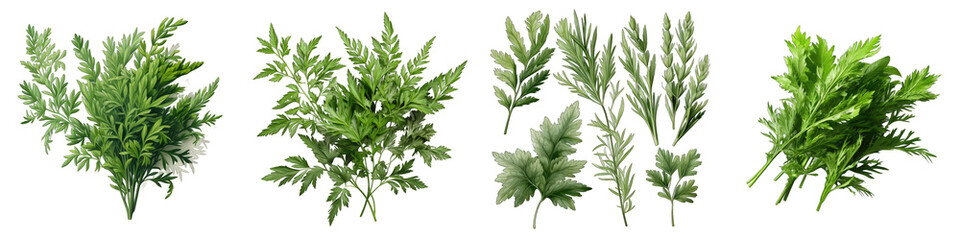Artemisia  Herbs And Leaves Hyperrealistic Highly Detailed Isolated On Transparent Background Png File - obrazy, fototapety, plakaty