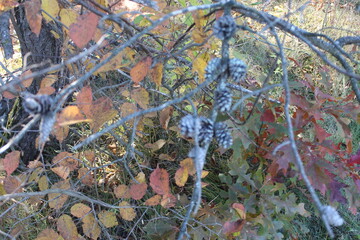 autumn leaves on the ground