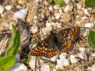 Marsh Fritillary Butterfly With its Wings Open