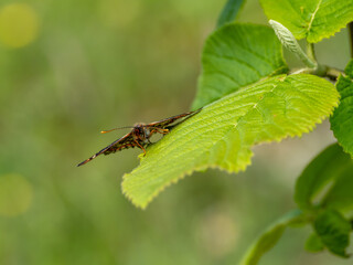 Marsh Fritillary Butterfly With its Wings Open