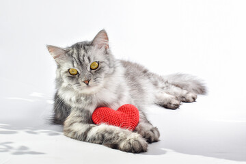 A striped gray cat lies with a red knitted heart