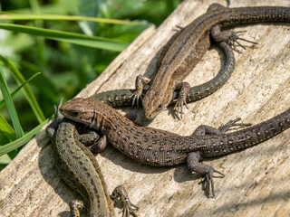 Three Common Lizards Resting on Wood