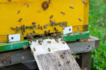 A cluster of worker bees at the entrance to the hive, the movement of bees in the apiary