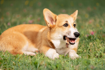 Happy dog lying on lawn and gnawing lamb edible stick