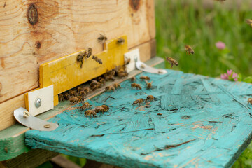 Worker bees on the site in front of the hive prepare to collect honey