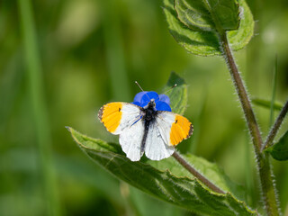 Fototapeta premium Orange-tip Butterfly Feeding With its Wings Open