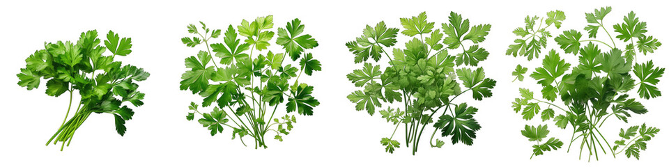 Chervil  Herbs And Leaves Hyperrealistic Highly Detailed Isolated On Transparent Background Png File - obrazy, fototapety, plakaty