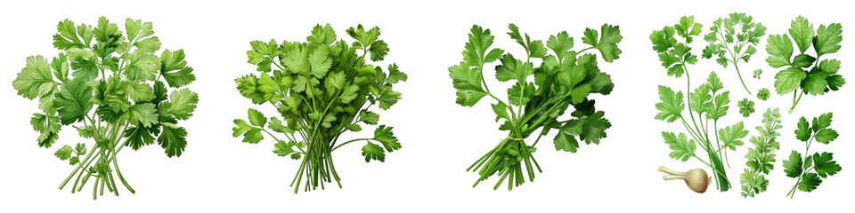 Cilantro  Herbs And Leaves Hyperrealistic Highly Detailed Isolated On Transparent Background Png File