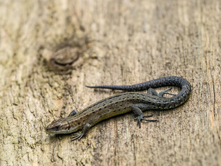 Common Lizard Resting on Wood