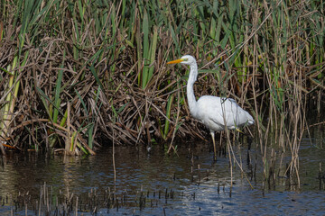 great white egret standing in the reed-bed