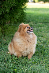 Spitz, friendly dog walking in park