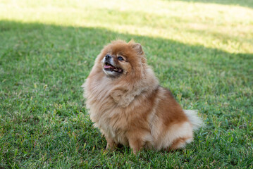 Spitz, friendly dog walking in park