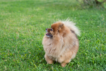 Spitz, friendly dog walking in park