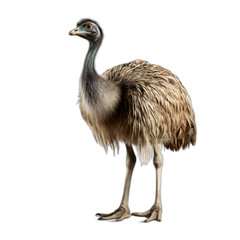 emu isolated on transparent or white background - obrazy, fototapety, plakaty