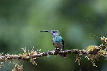 Fototapeta premium Perched Hummingbird 