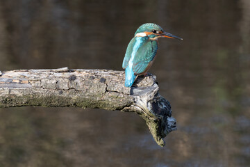 kingfisher