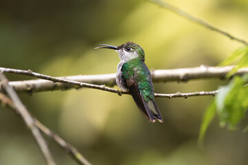 Perched Hummingbird 