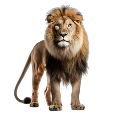lion isolated on transparent or white background