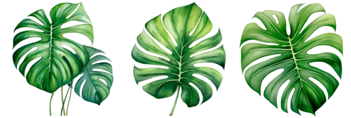 Foto op Canvas Set of Watercolor Exotic plants palm leaves monstera, isolated on transparent background © juliiapanukoffa