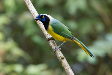 Green Jay